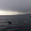  Armada rescató a ballena atrapada en redes para pescar  