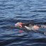  Capitanía de Puerto de Talcahuano brindó seguridad a deportista náutico especialista en triatlón  