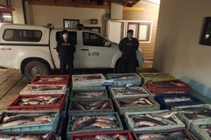 Capitanía de Puerto de Quellón incautó más de 2.600 kilos de salmón