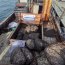  Patrulla Marítima incautó 3 mil kilos de almeja en Quellón  