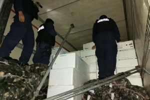 Autoridad Marítima de Ancud incautó más de 10 toneladas de recursos hidrobiológicos