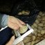  Capitanía de Puerto de Ancud incautó 6.900 kilos de almejas en dos procedimientos nocturnos  