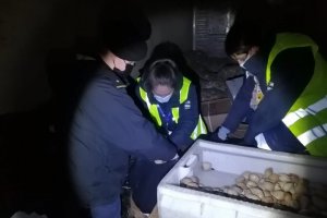 Capitanía de Puerto de Ancud incautó 6.900 kilos de almejas en dos procedimientos nocturnos