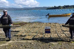 Armada incauta 2,5 toneladas de ostras 