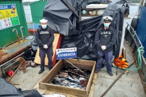 Policía Marítima incauta cerca de 13 mil kilos de salmón robado